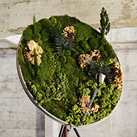 Stabilized mosses and plants, Nokia satellite antenna, steel pedestal<br>300 x 180 x 170 cm